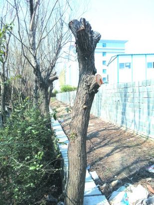植树，更要护树