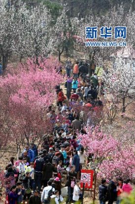 山东：清明踏青赏春光