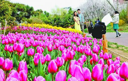 郁金香花开迎客来