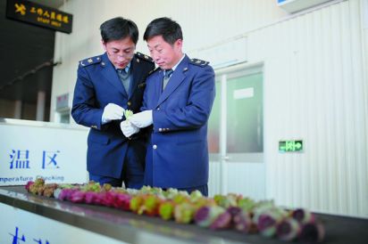 日照口岸查获200余株多肉植物