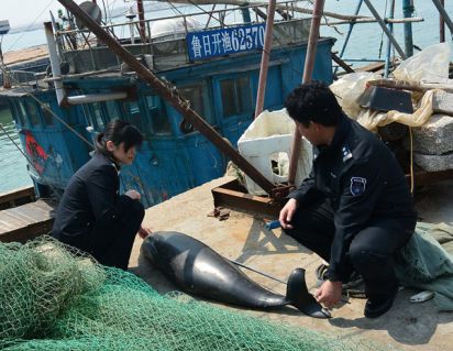 日照沿海又现一死亡江豚