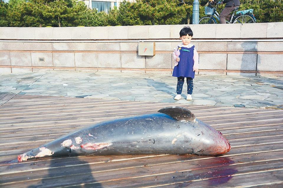 灯塔景区发现一死亡江豚