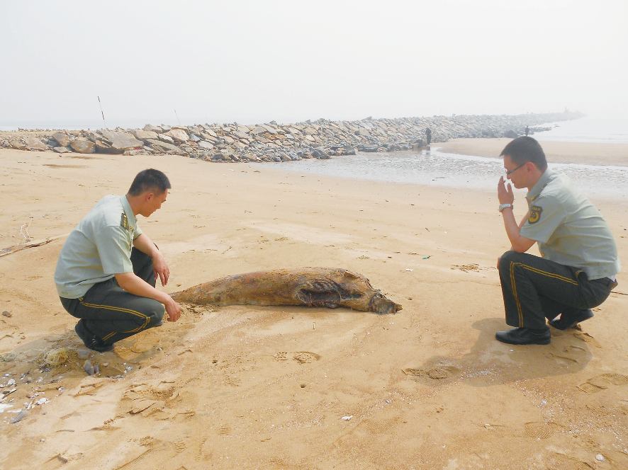 日照海岸又现两头死亡疑似江豚