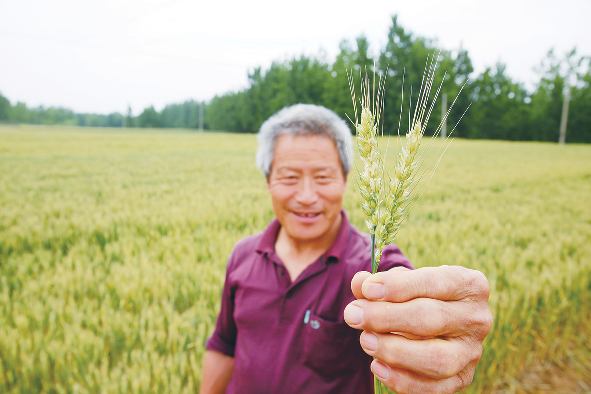 麦粒渐满
