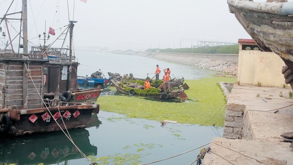 日照清理上岸浒苔超2.3万吨