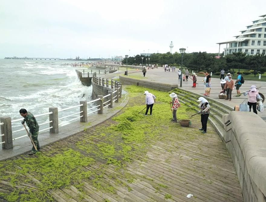 日照紧急清理浒苔5000余吨