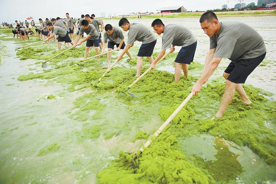 日照紧急部署浒苔清理工作