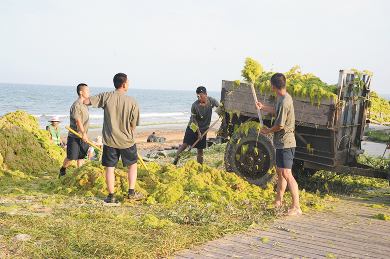 军民齐心清浒苔