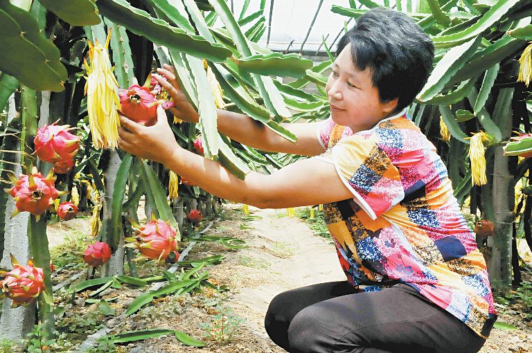 火龙果“火”了乡村游