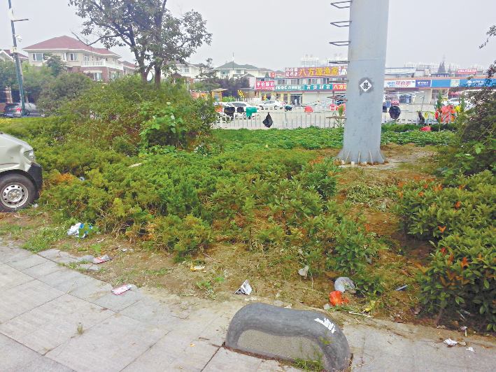 碧海路一段绿化带暗藏生活垃圾