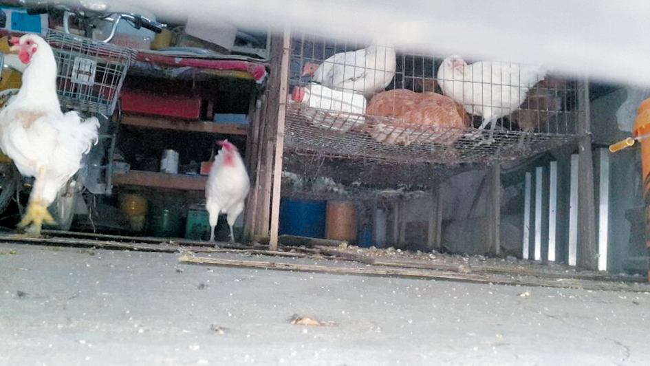 车库变身养鸡场