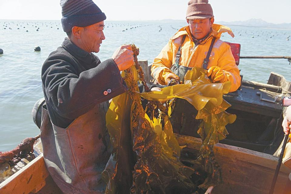 山海天海上菜园裙带菜丰收在即