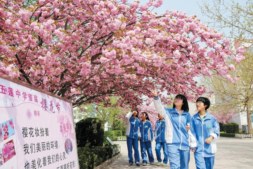 美丽樱花“醉”校园
