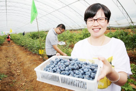 蓝莓飘香采摘忙