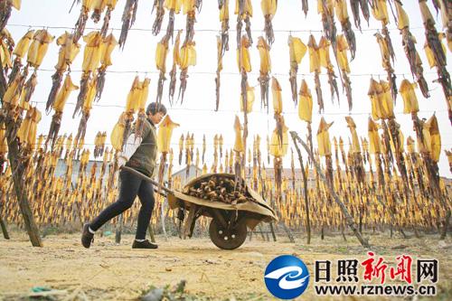 晾晒鱿鱼正当时 