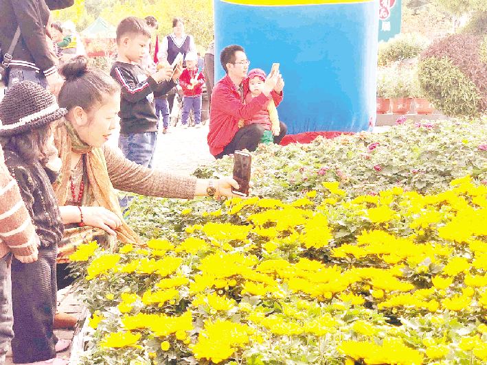 万株金菊绚丽绽放