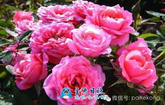 耗时216小时，摄影大师记录牡丹花开全过程，太美了！