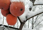 雪后莒县银装素裹