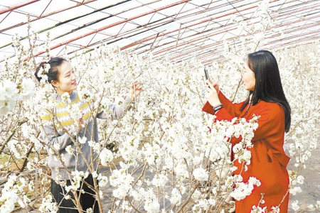 大棚里春意闹