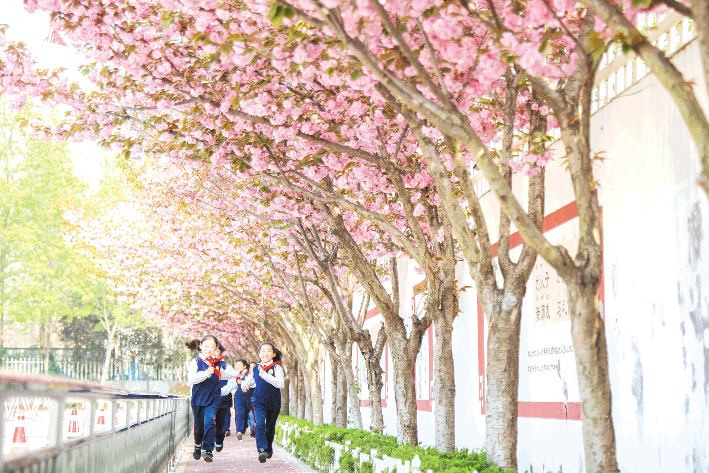 樱花盛开扮靓美丽校园