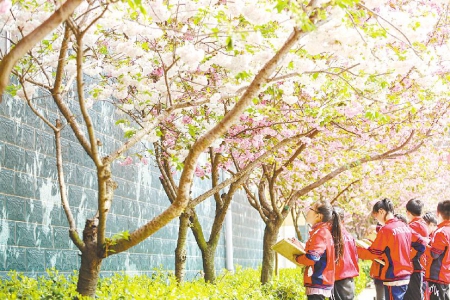 樱花烂漫 春满校园