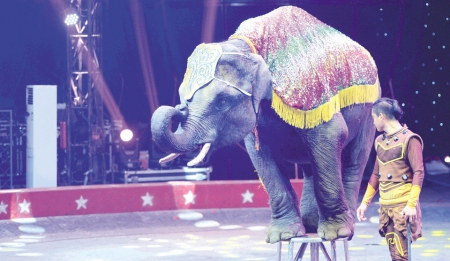 精彩大马戏助力日照文旅开启“夜游模式”