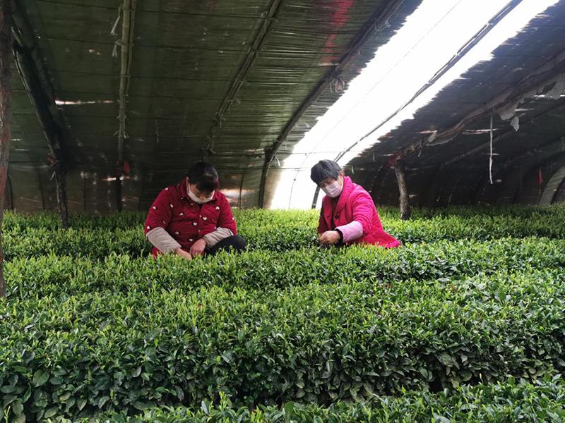 岚山区巨峰镇早春茶迎来采摘期