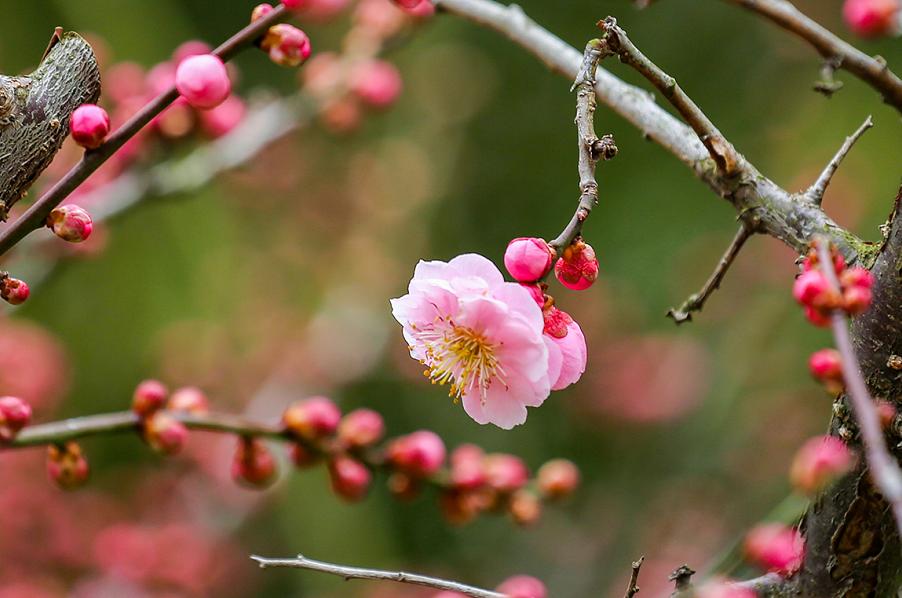 看！日照花已开，没有一个春天不会到来！