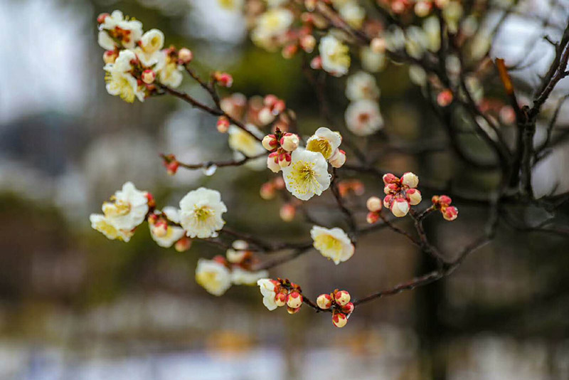 百花烂漫春光好