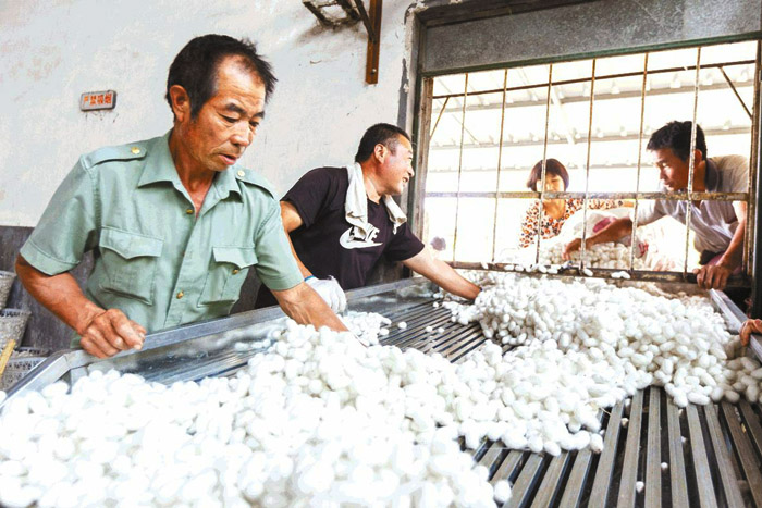 莒县浮来山街道:"一根丝"织就富民"网"