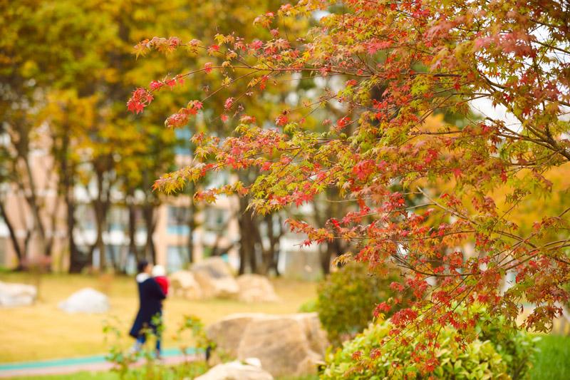 来山东日照赏秋吧！层林尽染美如画～