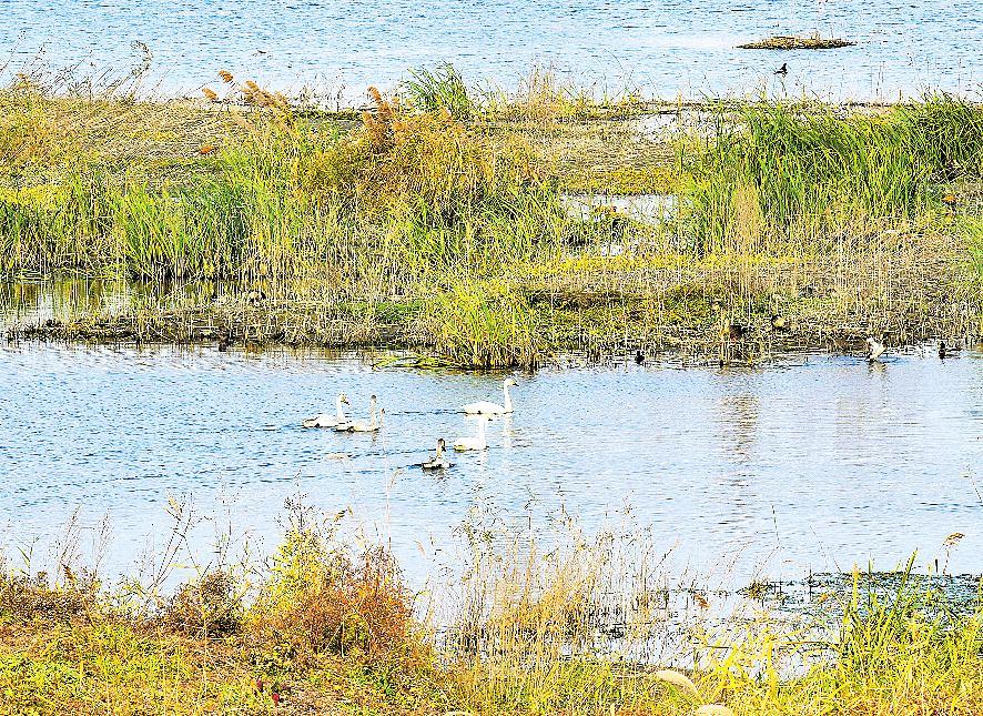 天鹅鸣唱“冬日欢歌”