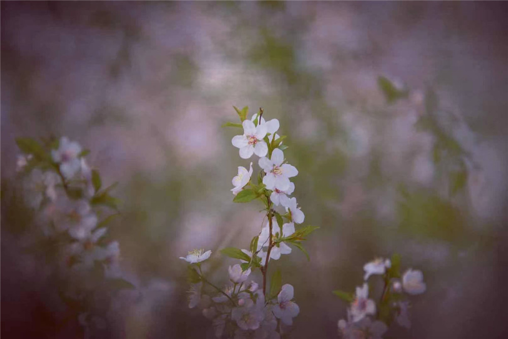每日图片｜《春天的哨音》