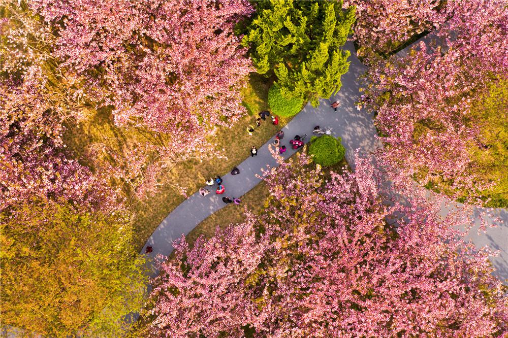 樱花园里的四月芳菲