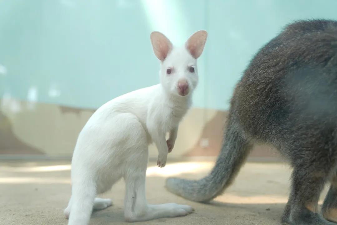 新晋萌宠！一只白袋鼠在日照海洋公园诞生！