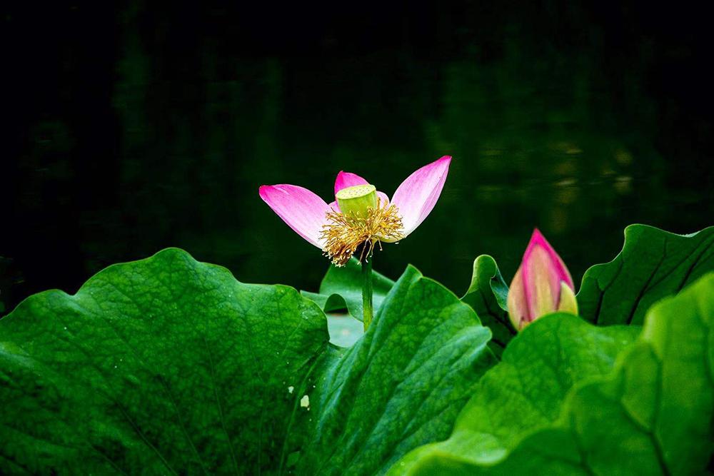 每日图片丨晚夏赏景