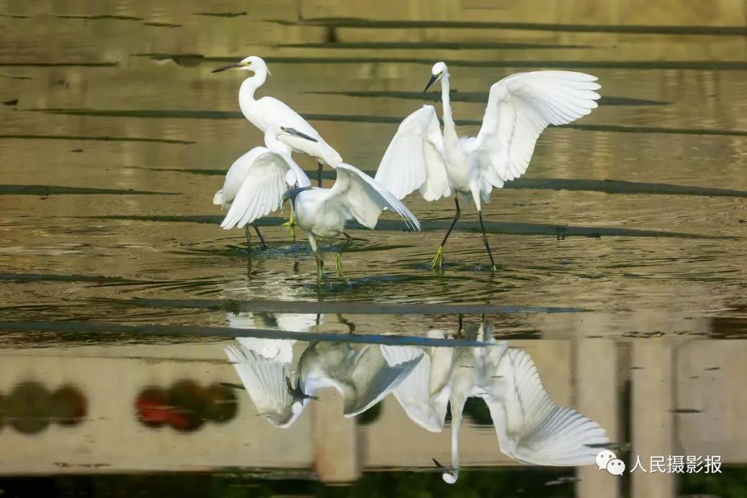 日照摄影家王义全：与白鹭“有缘人”