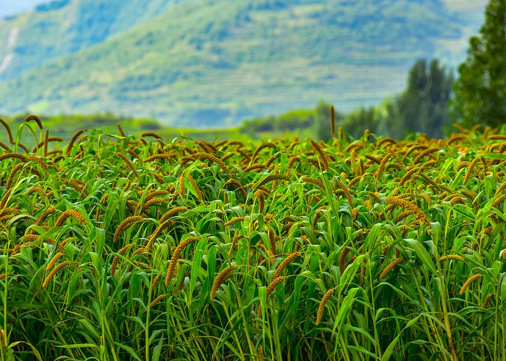 每日图片丨又到谷子收获时