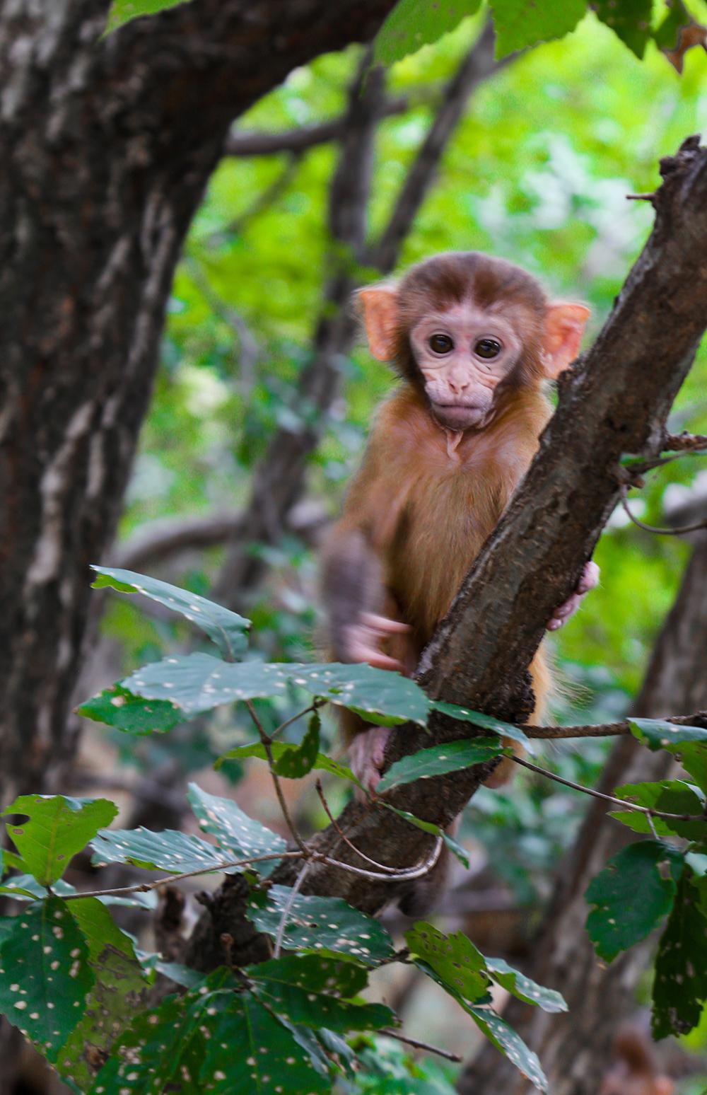 影友园地 | 仙山猴趣