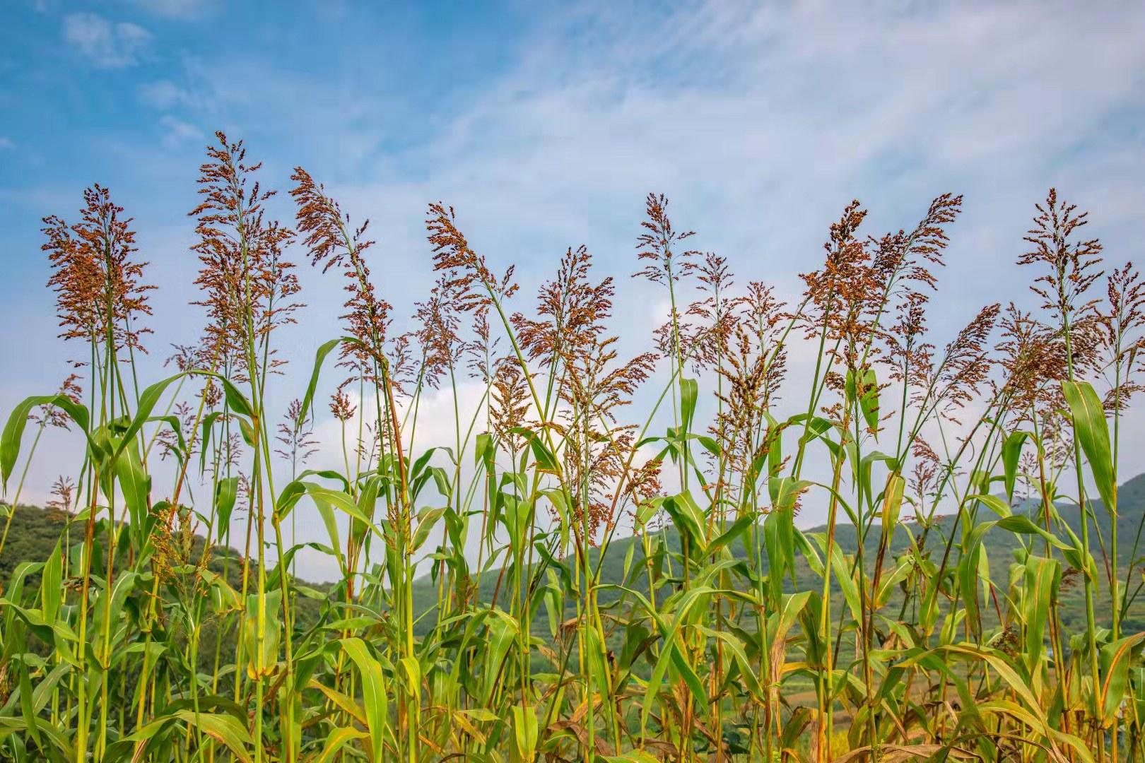 每日图片|秋的收获