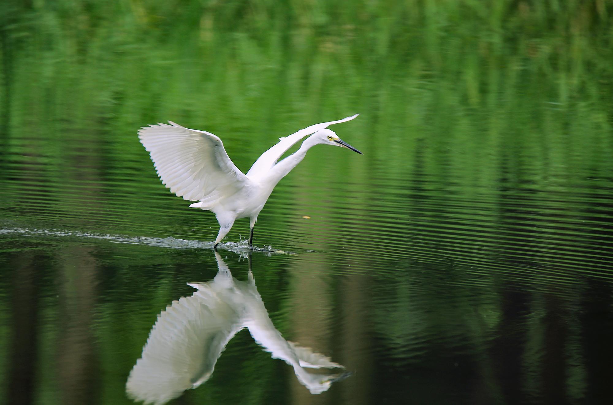 影友园地|水清岸绿鸟翩跹