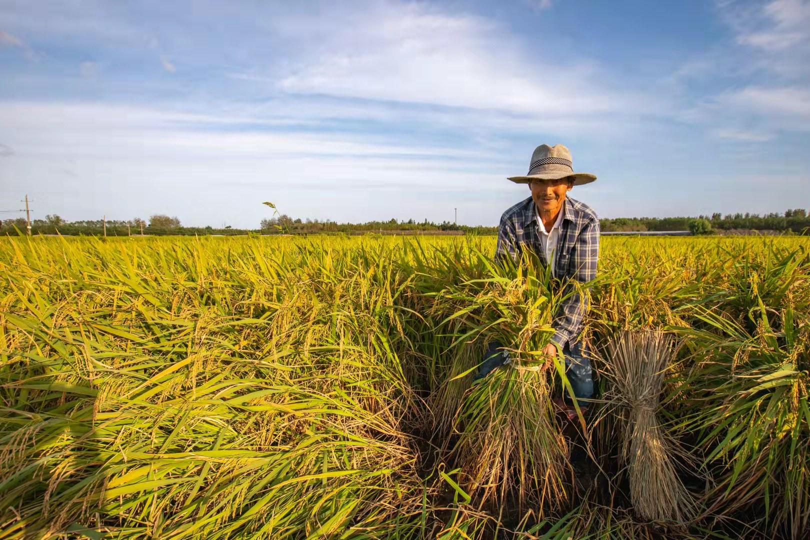 影友园地|金色的秋