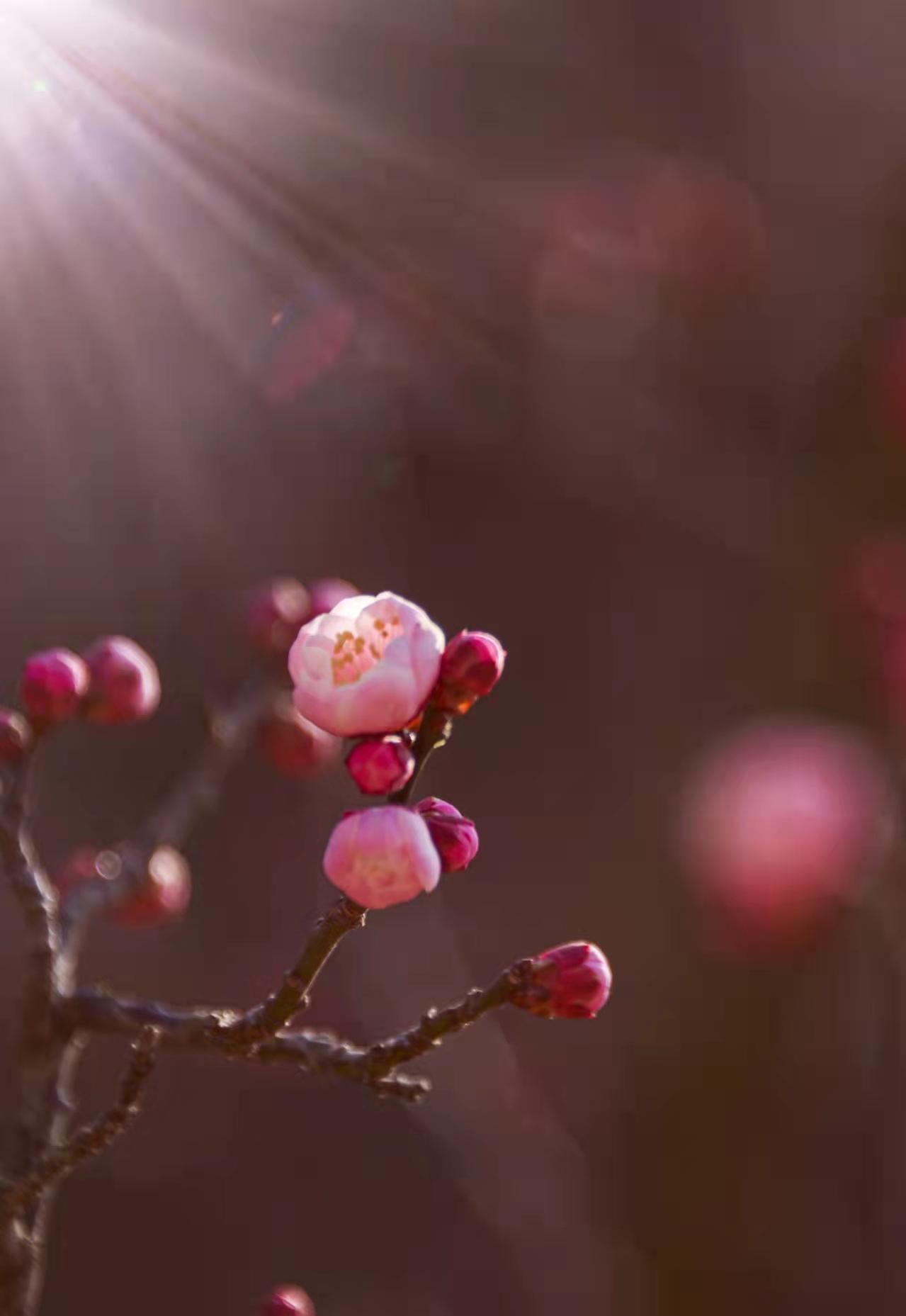 【“黄海之眼酒业杯”发现生活之美】细听春的声音