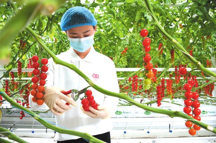 樱桃番茄：串起乡村振兴梦