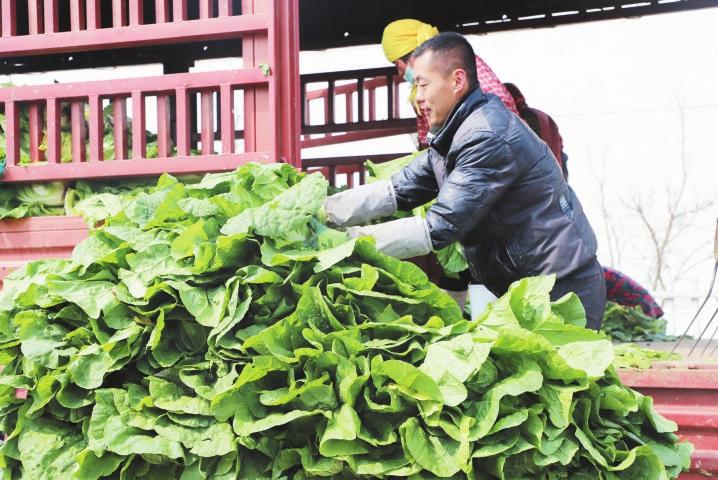 千亩白菜喜获丰收