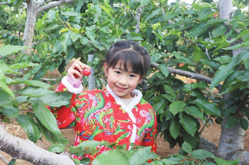 大樱桃喜获丰收