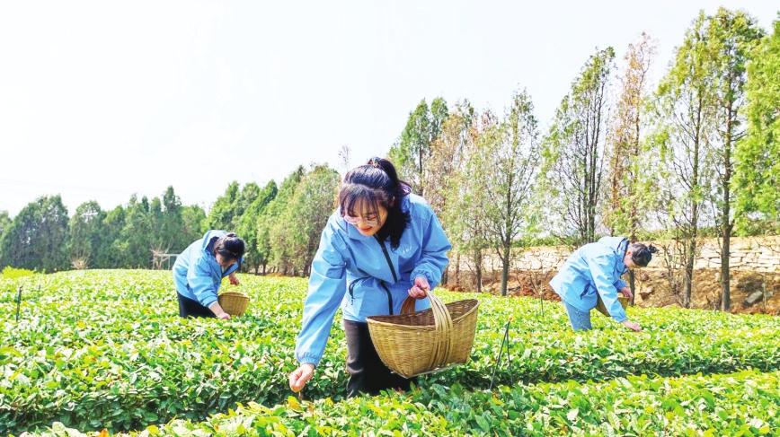 五莲头茬春茶开采