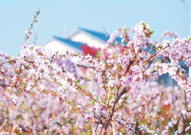 三庄镇桃花盛开春意浓