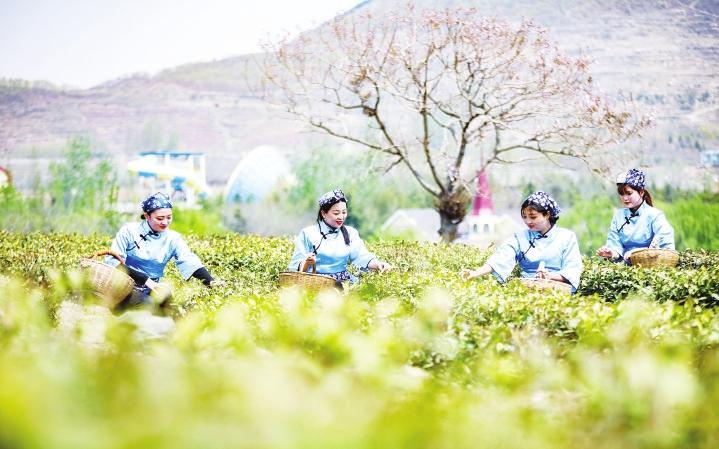 日照露天春茶开采上市