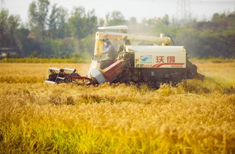 千亩稻田迎丰收 风吹稻浪美如画